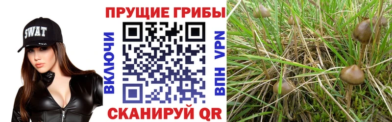 Псилоцибиновые грибы MAGIC MUSHROOMS  Донецк 